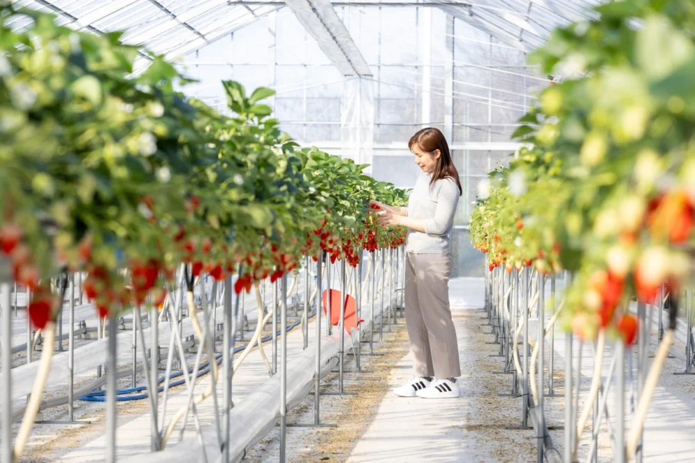 딸기 사냥 딸기 하우스