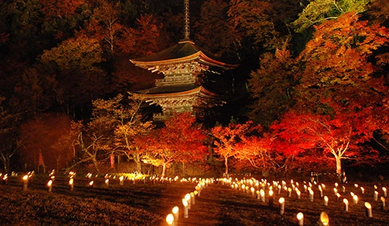 ホテル周辺の紅葉情報